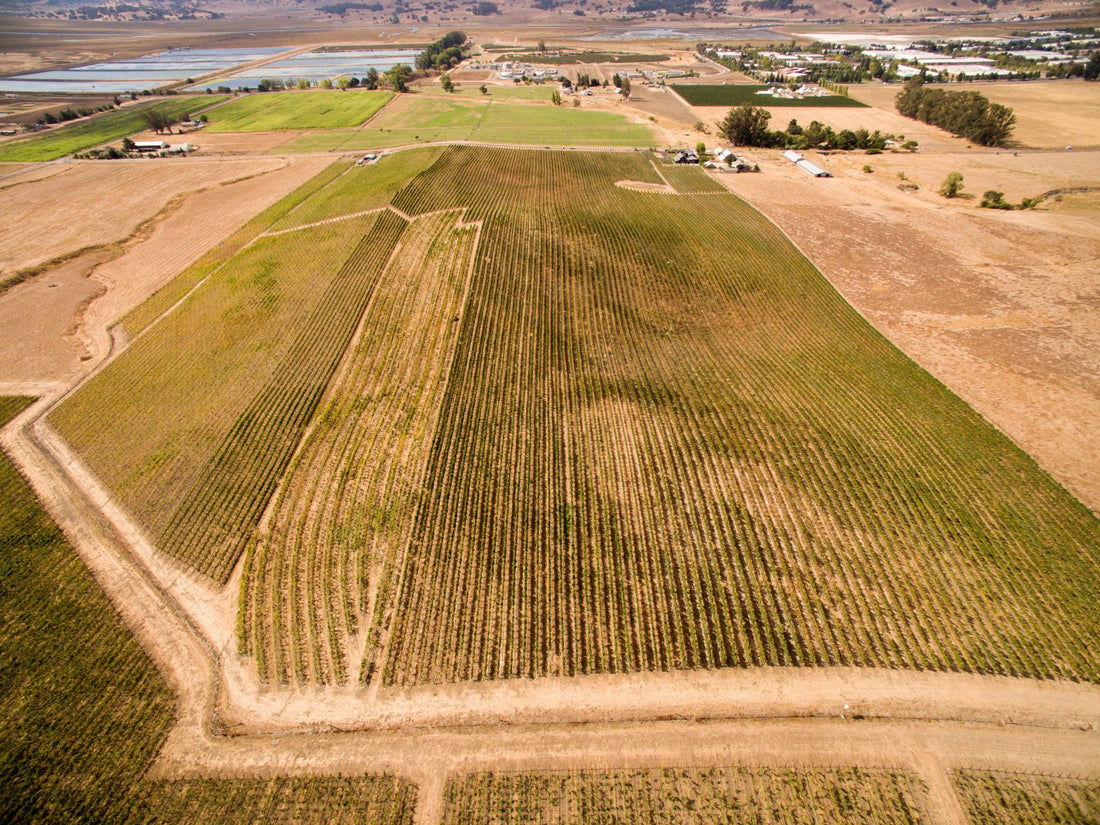 Spell Estate Wines from Terra de Promissio Vineyard